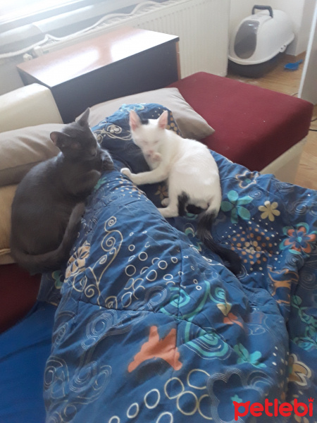 Japon Bobtail, Kedi  Dobby fotoğrafı