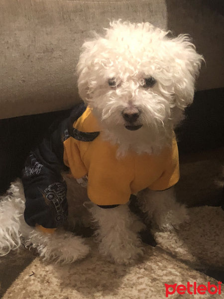 Maltese, Köpek  Sütlaç fotoğrafı