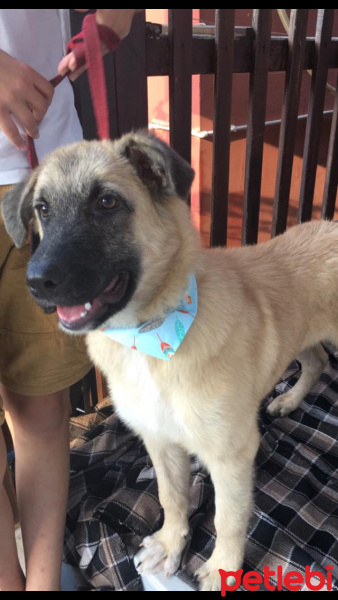 Kangal, Köpek  Rüzgar fotoğrafı
