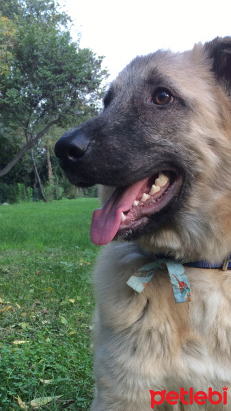 Kangal, Köpek  Rüzgar fotoğrafı