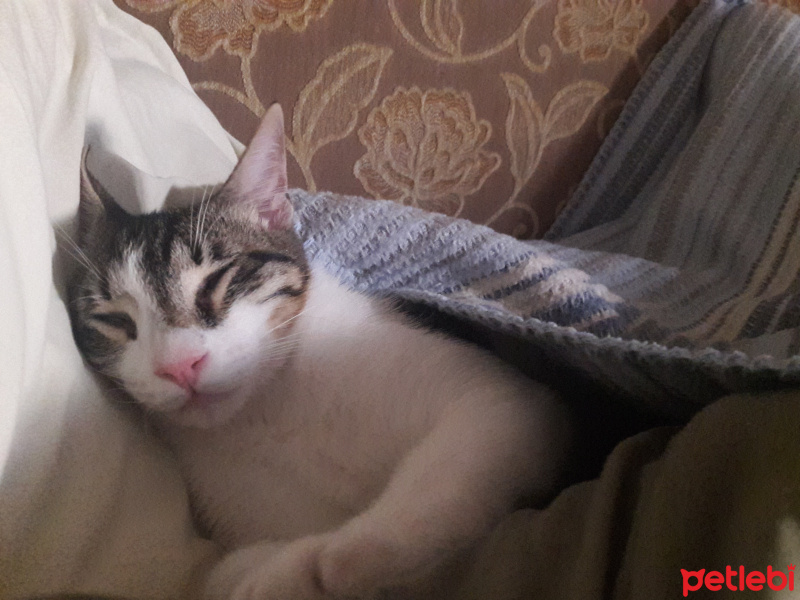 Tekir Kedi, Kedi  Paşa fotoğrafı