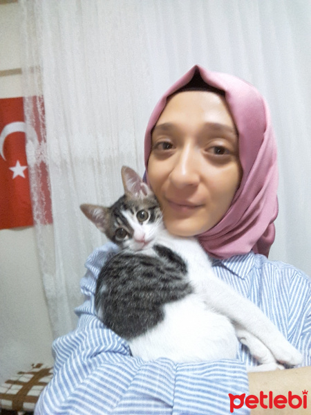 Tekir Kedi, Kedi  Paşa fotoğrafı