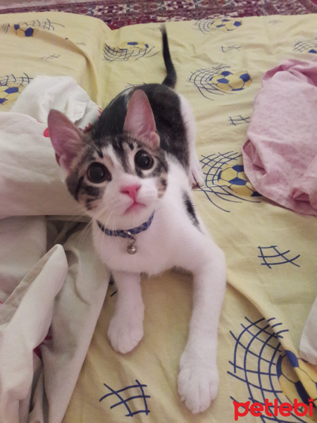 Tekir Kedi, Kedi  Paşa fotoğrafı