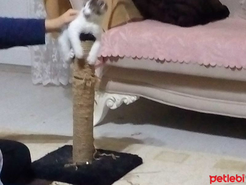 Tekir Kedi, Kedi  minnoş fotoğrafı
