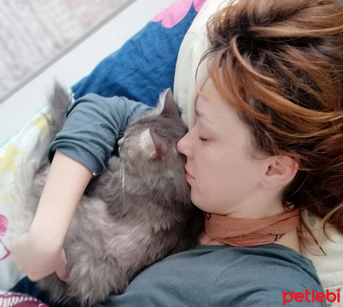 Tekir Kedi, Kedi  Duman fotoğrafı