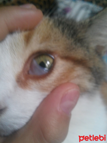 Tekir Kedi, Kedi  Mıncır fotoğrafı