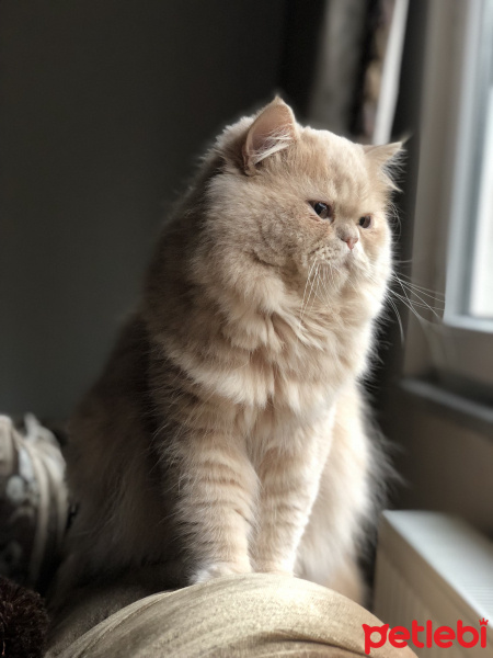 İran Kedisi (Persian), Kedi  Badem fotoğrafı