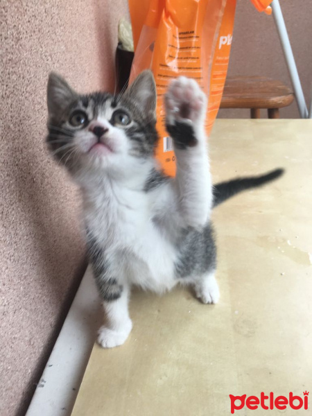 Tekir Kedi, Kedi  Minnoş fotoğrafı