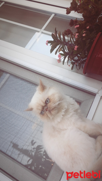İran Kedisi (Persian), Kedi  Vasviye fotoğrafı