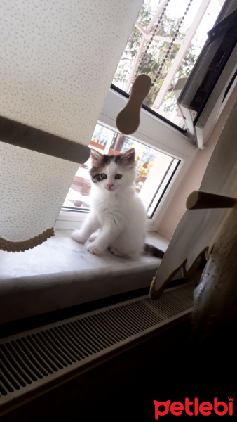 Tekir Kedi, Kedi  Paşa fotoğrafı