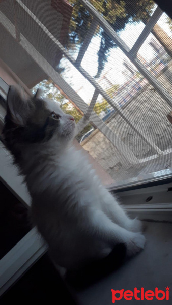 Tekir Kedi, Kedi  Paşa fotoğrafı