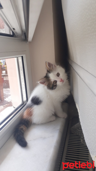 Tekir Kedi, Kedi  Paşa fotoğrafı