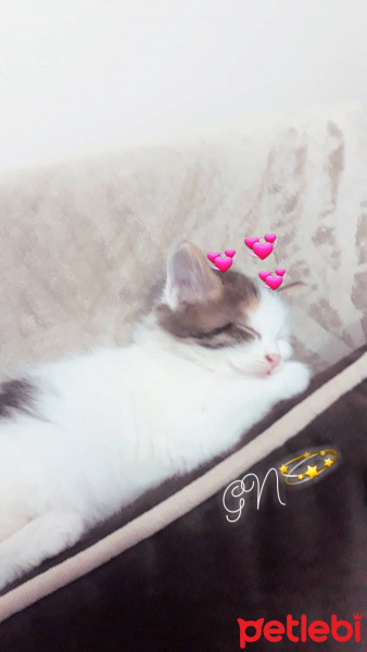 Tekir Kedi, Kedi  Paşa fotoğrafı