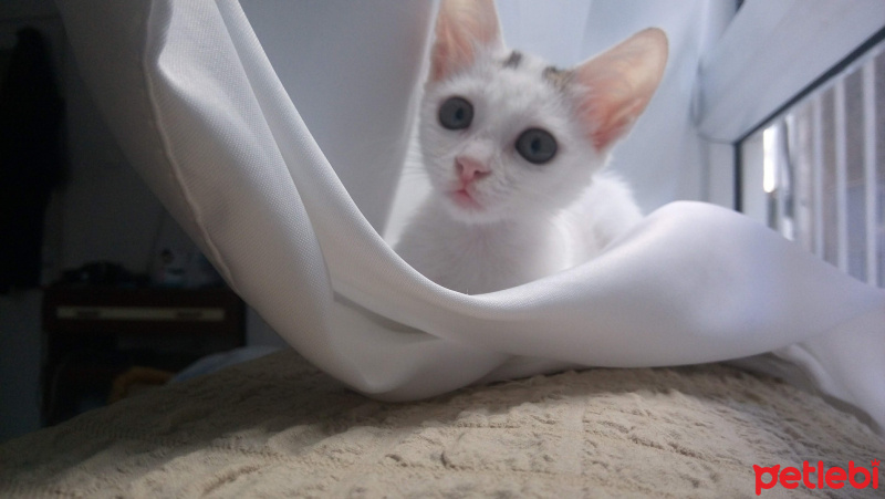 Tekir Kedi, Kedi  Pati fotoğrafı