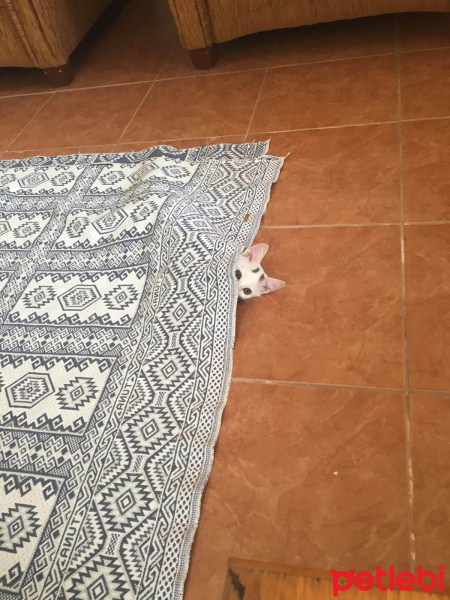 Tekir Kedi, Kedi  Pati fotoğrafı