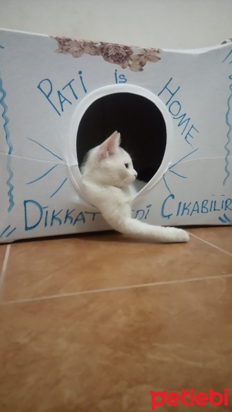 Tekir Kedi, Kedi  Pati fotoğrafı