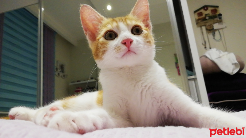Sarman, Kedi  Pati fotoğrafı
