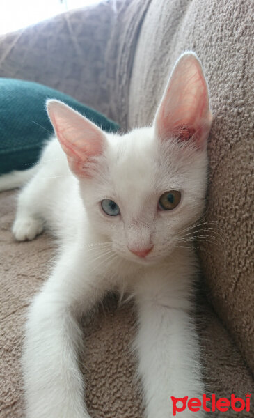 Ankara Kedisi, Kedi  Pamuk fotoğrafı