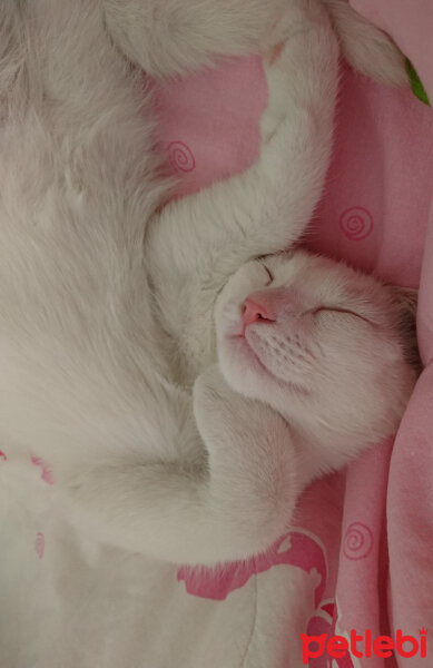 Ankara Kedisi, Kedi  Pamuk fotoğrafı