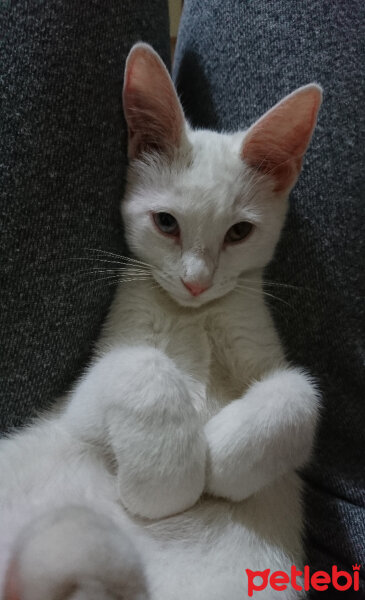 Ankara Kedisi, Kedi  Pamuk fotoğrafı