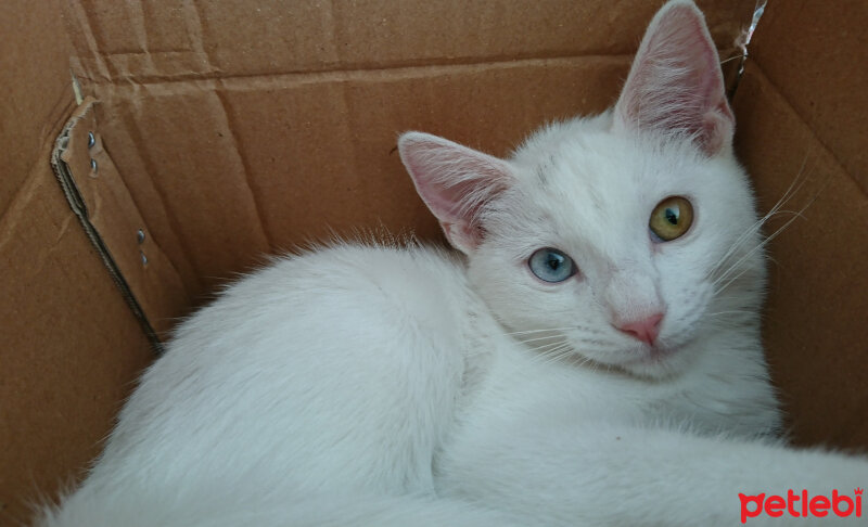 Ankara Kedisi, Kedi  Pamuk fotoğrafı