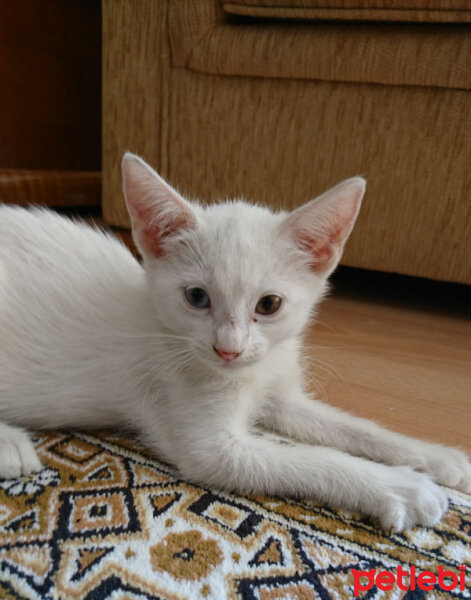 Ankara Kedisi, Kedi  Pamuk fotoğrafı