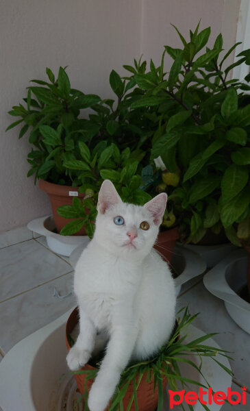 Ankara Kedisi, Kedi  Pamuk fotoğrafı