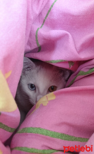 Ankara Kedisi, Kedi  Pamuk fotoğrafı