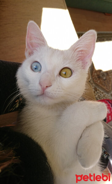 Ankara Kedisi, Kedi  Pamuk fotoğrafı