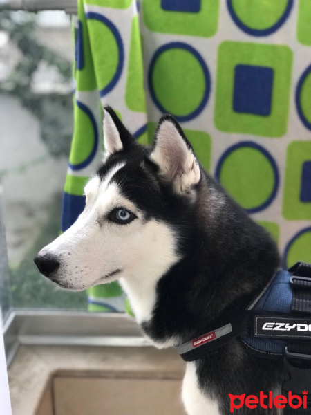 Sibirya Kurdu (Husky), Köpek  Rengar fotoğrafı
