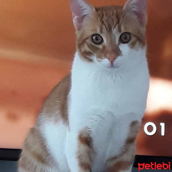 Sarman, Kedi  Aslan fotoğrafı