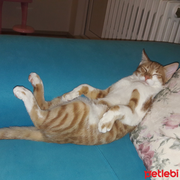 Sarman, Kedi  Aslan fotoğrafı