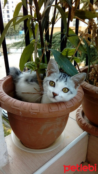Tekir Kedi, Kedi  çakıl fotoğrafı