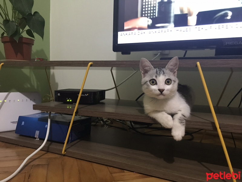 Tekir Kedi, Kedi  çakıl fotoğrafı