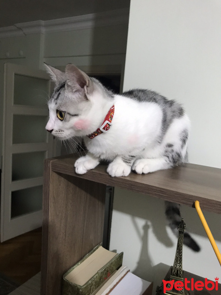 Tekir Kedi, Kedi  çakıl fotoğrafı