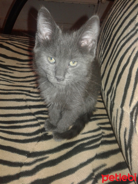 British Shorthair, Kedi  duman fotoğrafı