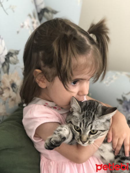 Scottish Fold, Kedi  ÇAKIL fotoğrafı