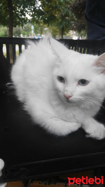 Ankara Kedisi, Kedi  Hera fotoğrafı