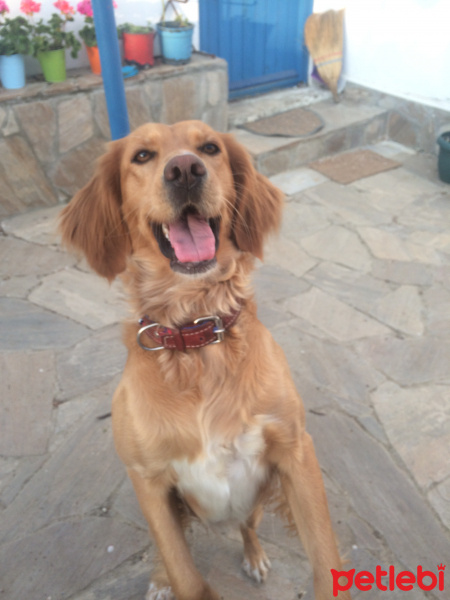 Golden Retriever, Köpek  FINDIK fotoğrafı
