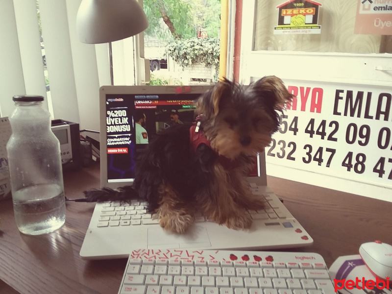 Yorkshire Terrier, Köpek  goffy fotoğrafı