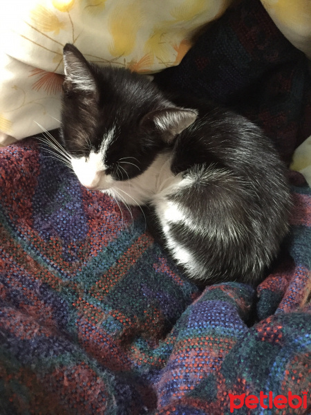 Tekir Kedi, Kedi  Eagle fotoğrafı