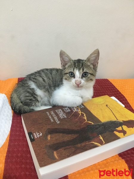 Tekir Kedi, Kedi  Pişik fotoğrafı