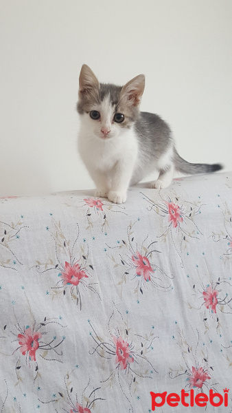 Tekir Kedi, Kedi  Mia fotoğrafı