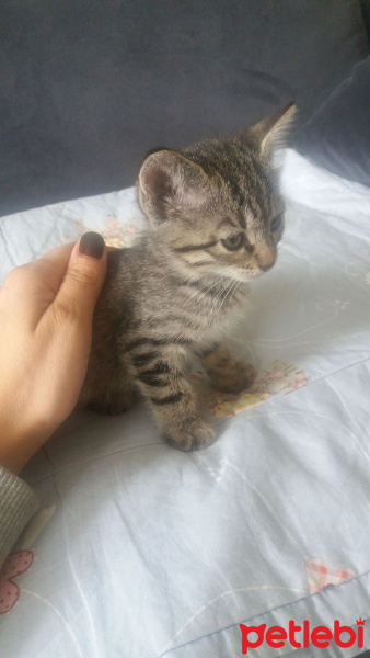 Tekir Kedi, Kedi  Elmas fotoğrafı
