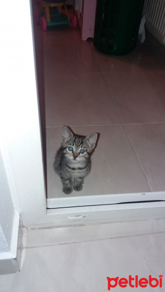 Tekir Kedi, Kedi  Elmas fotoğrafı