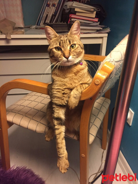 Tekir Kedi, Kedi  Turşu fotoğrafı