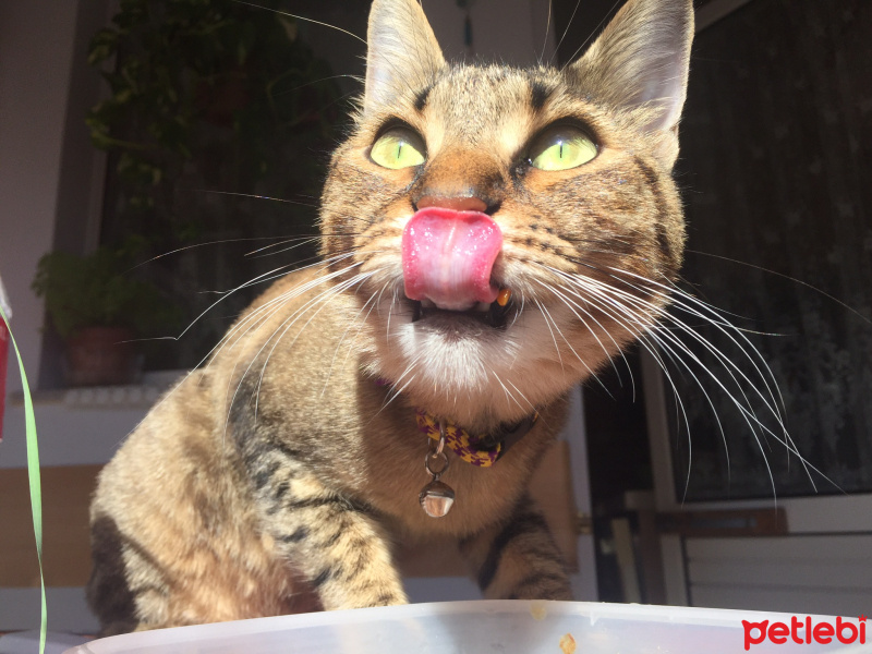 Tekir Kedi, Kedi  Turşu fotoğrafı