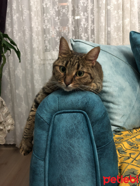 Tekir Kedi, Kedi  Turşu fotoğrafı