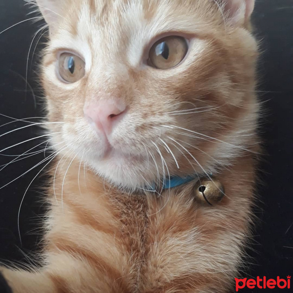 Sarman, Kedi  Toprak fotoğrafı