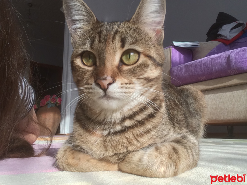 Tekir Kedi, Kedi  Arya fotoğrafı